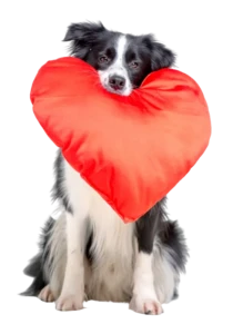 dog with heart