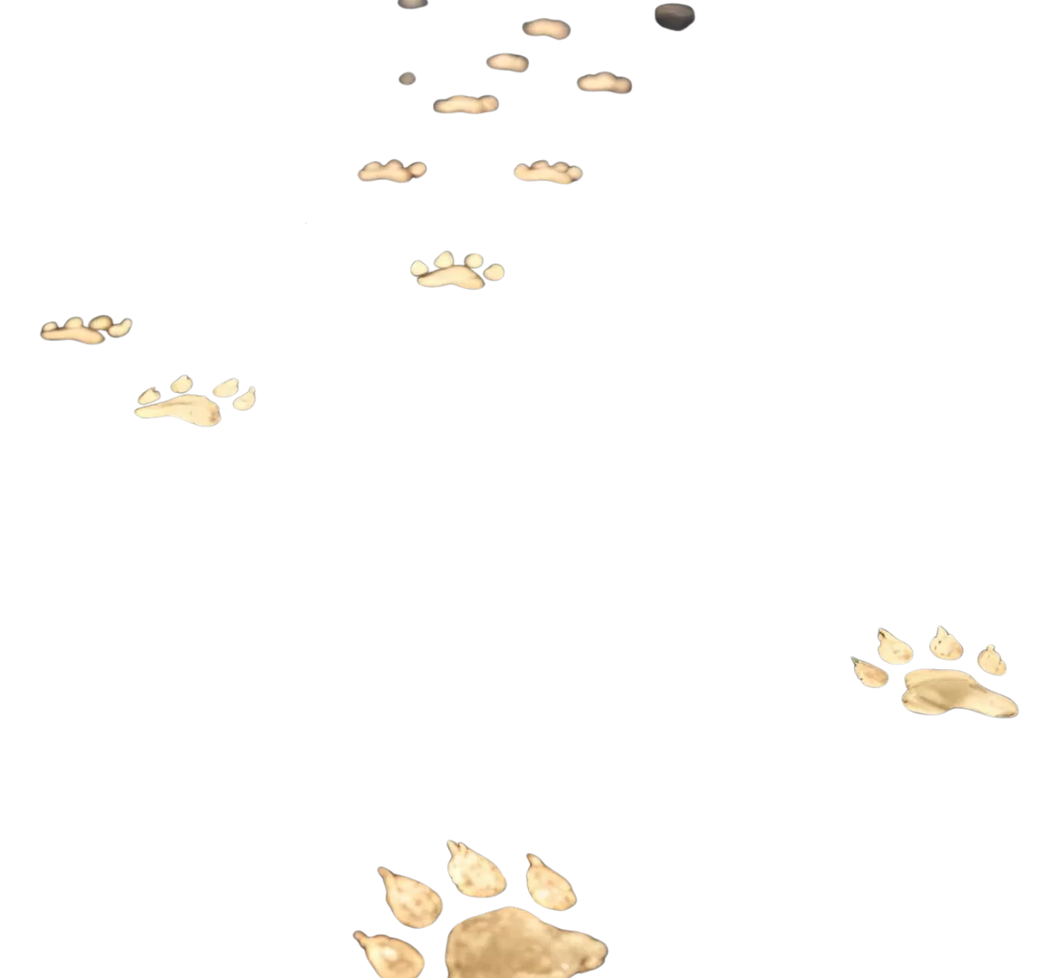 paws gold path